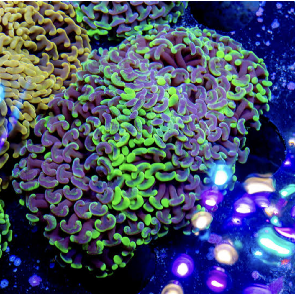 TOXIC HAMMER CORAL